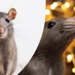 Șoarecii nu vor suporta și vor fugi: o modalitate ușoară