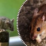 Șobolanii și șoarecii se vor împrăștia și vor dispărea pentru