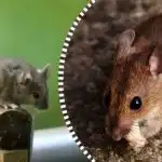 Șobolanii și șoarecii se vor împrăștia și vor dispărea pentru