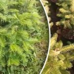 Tăiați o creangă - obțineți un copac: o modalitate ușoară