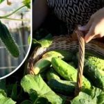 Tufele de castraveți revin la viață: un remediu pentru a