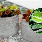 Udarea cu apă de la robinet este periculoasă: ce plante de interior pot muri Udarea cu apă de la robinet este periculoasă: ce plante