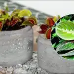 Udarea cu apă de la robinet este periculoasă: ce plante