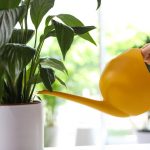 Un crin pașnic nu se va mai îngălbeni și va