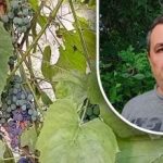 Un truc simplu pentru o recoltă bună: un grădinar dezvăluie