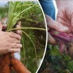 Zile favorabile: când săpați morcovi și sfeclă roșie conform calendarului