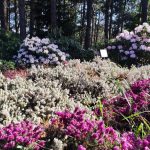 12 plante care vă vor scăpa grădina de buruieni o dată pentru totdeauna 12 plante care vă vor scăpa grădina de buruieni o