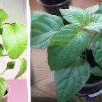 Aceste greșeli vă pot lăsa fără recoltă: De ce răsadurile de ardei își îngălbenesc frunzele Aceste greșeli vă pot lăsa fără recoltă: De ce răsadurile