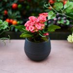 Adaug o picătură în ghiveci, iar floarea crește ca pe drojdie: metoda secretă a grădinarilor Adaug o picătură în ghiveci, iar floarea crește ca pe