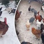 Broiler sau domestic: care curcani sunt mai profitabili de crescut Broiler sau domestic: care curcani sunt mai profitabili de crescut