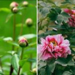 Bujorii trăiesc 50 de ani, dar nu înfloresc întotdeauna: cum