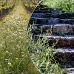 Buruienile vor dispărea mai repede: un truc de udare despre