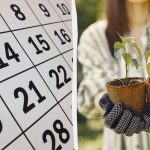Calendarul lunar exact pentru însămânțare în martie 2026: ce să