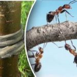 Cârpe și mirodenii: cum să alungi dăunătorii din grădină