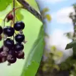 Ce să faci cu tufișurile de coacăze la începutul primăverii: