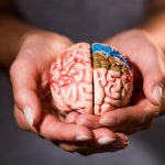 Ce să mănânci pentru sănătatea creierului: oamenii de știință au făcut o descoperire neașteptată Ce să mănânci pentru sănătatea creierului: oamenii de știință au