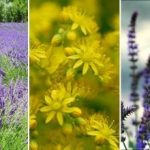 Ce să nu plantezi într-o zonă mlăștinoasă: o listă de