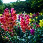 Ce să plantezi în febrie: 6 semințe de flori și plante aromatice numite Ce să plantezi în febrie: 6 semințe de flori și