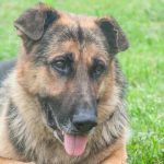 Ce se întâmplă când interzici unui câine să adulmece pământul: poliția alimentară și o lume pierdută ce-se-intampla-cand-interzici-unui-caine-sa-adulmece-pamantul.jpg