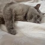 ce-se-intampla-daca-o-pisica-face-pipi-in-pat.jpg