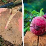 Cei mai buni și cei mai răi "vecini" pentru sfeclă: