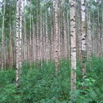 Cei mai răi 9 copaci pentru grădină: ce nu trebuie