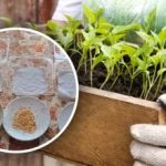 Chiar și semințele vechi de piper vor germina - o