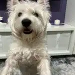 Cum îți simte câinele sarcina: adulmecare fenomenală și o schimbare a ierarhiei cum-iti-simte-cainele-sarcina-adulmecare-fenomenala-si-o-schimbare.jpg