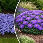 Cum să cultivi flori acolo unde nu crește nimic: sfaturi de specialitate Cum să cultivi flori acolo unde nu crește nimic: sfaturi