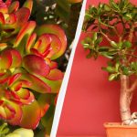 Cum să salvați un copac de bani înainte de a fi prea târziu: cinci nțe importante Cum să salvați un copac de bani înainte de a