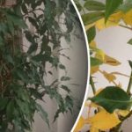 De ce cad frunzele la flori - 7 cauze ascunse care nu sunt suspectate De ce cad frunzele la flori - 7 cauze ascunse