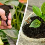 De ce grădinarii experimentați stropesc răsadurile cu lapte: vă veți dori să fi știut De ce grădinarii experimentați stropesc răsadurile cu lapte: vă veți