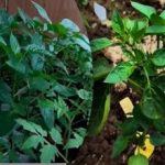 De ce însămânțarea timpurie a ardeilor reduce randamentul: explicația agronomilor