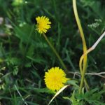 De ce legumicultorii experimentați culeg păpădiile de la rădăcină: îngrășământ cu potasiu din buruieni pe care nu le poți cumpăra de-ce-legumicultorii-experimentati-culeg-papadiile-de-la-radacina-ingrasamant.jpg