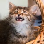 De ce o pisică zgârie mobila chiar dacă există un post de zgâriat: o luptă a texturilor și teritoriilor de-ce-o-pisica-zgarie-mobila-chiar-daca-exista-un.jpg