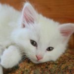 De ce pisicile își încrețesc pătura sau stăpânul cu labele: deslușirea unui obicei din copilărie de-ce-pisicile-isi-incretesc-patura-sau-stapanul-cu-labele.jpg