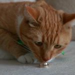 De ce reacționează o pisică la "psiharious": declanșatori acustici și vânătoare de sunete de-ce-reactioneaza-o-pisica-la-psiharious-declansatori-acustici-si.jpg