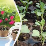 De trei ori mai multă recoltă: cum să iluminezi răsadurile