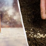 Deja în mai va exista o grădină de legume plină: