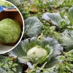 "Dom viu" pentru varză: vecini în pat care ajută la