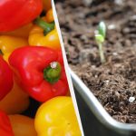 Este timpul să plantați ardei: cum să o faceți și