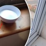 Există în fiecare bucătărie: cum să scapi de mucegai și