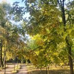 Experții au numit 9 copaci veșnic verzi pe care nu