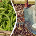 Fasolea a fost recoltată - este timpul să plantați următoarele: