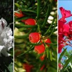 Frumoase, dar mortal de otrăvitoare: ce plante este mai bine