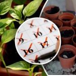 Germeni fără greșeli: datele favorabile din febrie-martie conform calendarului lunar 2026 Germeni fără greșeli: datele favorabile din febrie-martie conform calendarului lunar