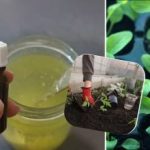 Germenii se vor îngrășa sub ochii tăi: un grădinar a