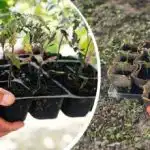 Gerul nu se teme de îngheț: ce legume, copaci și