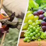 Grădinarii înțelepți încep deja să taie strugurii: vor fi recoltate de două ori mai multe fructe de pădure Grădinarii înțelepți încep deja să taie strugurii: vor fi recoltate