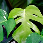 Îngălbenirea Monstera - ce îi lipsește: diagnosticați frunzele Îngălbenirea Monstera - ce îi lipsește: diagnosticați frunzele